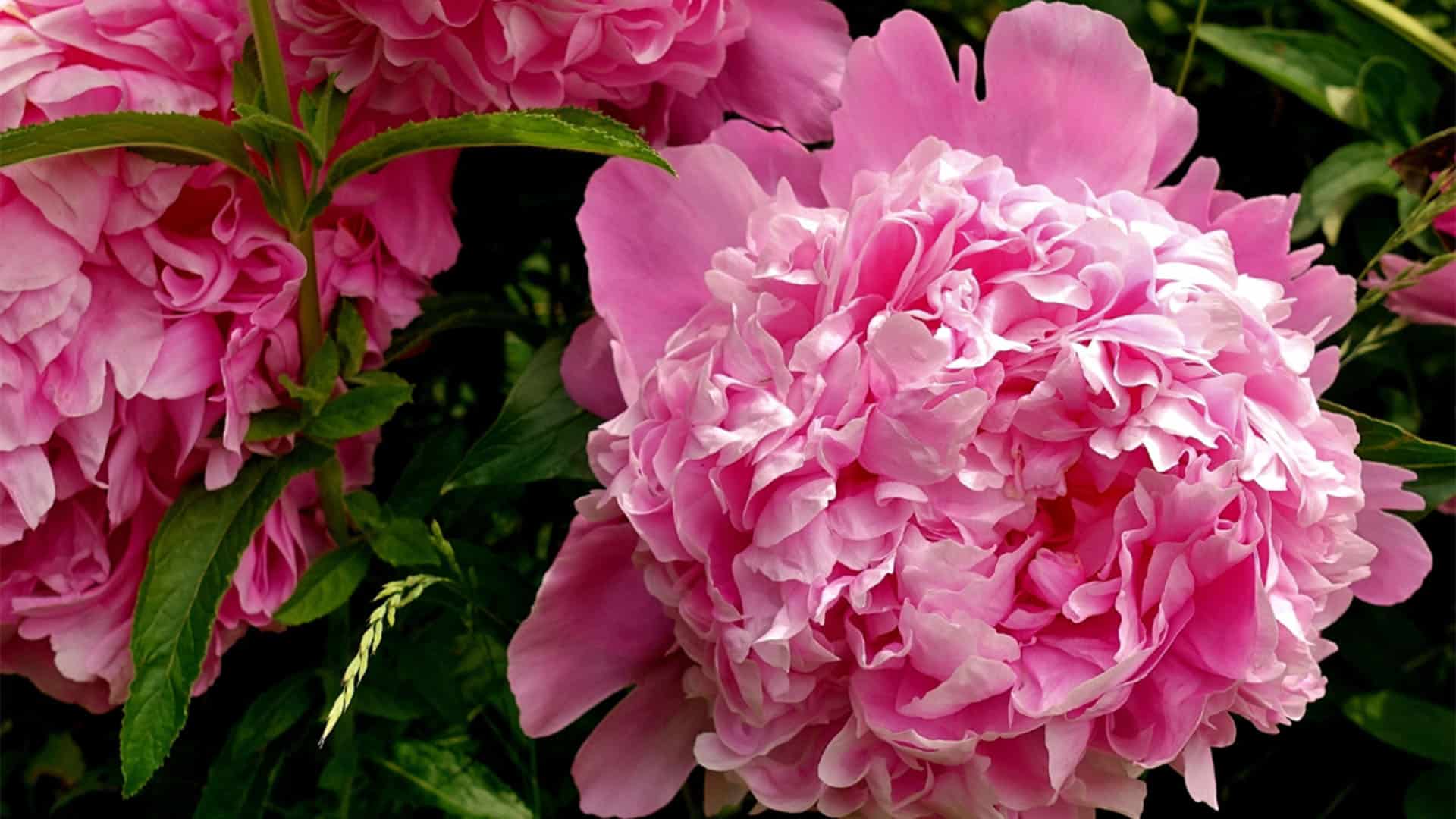 Close-up of vibrant pink peonies in bloom, surrounded by lush green leaves. The flowers' ruffled petals create a soft, full appearance, highlighting their rich texture and lively color—a perfect inspiration for custom stationery featuring summer blooms.