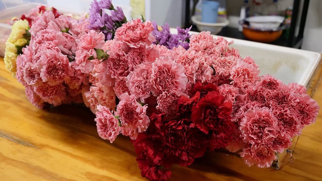 A large bouquet of carnations in shades of pink, red, yellow, and purple is arranged on a wooden table, with a white container and various items in the background.